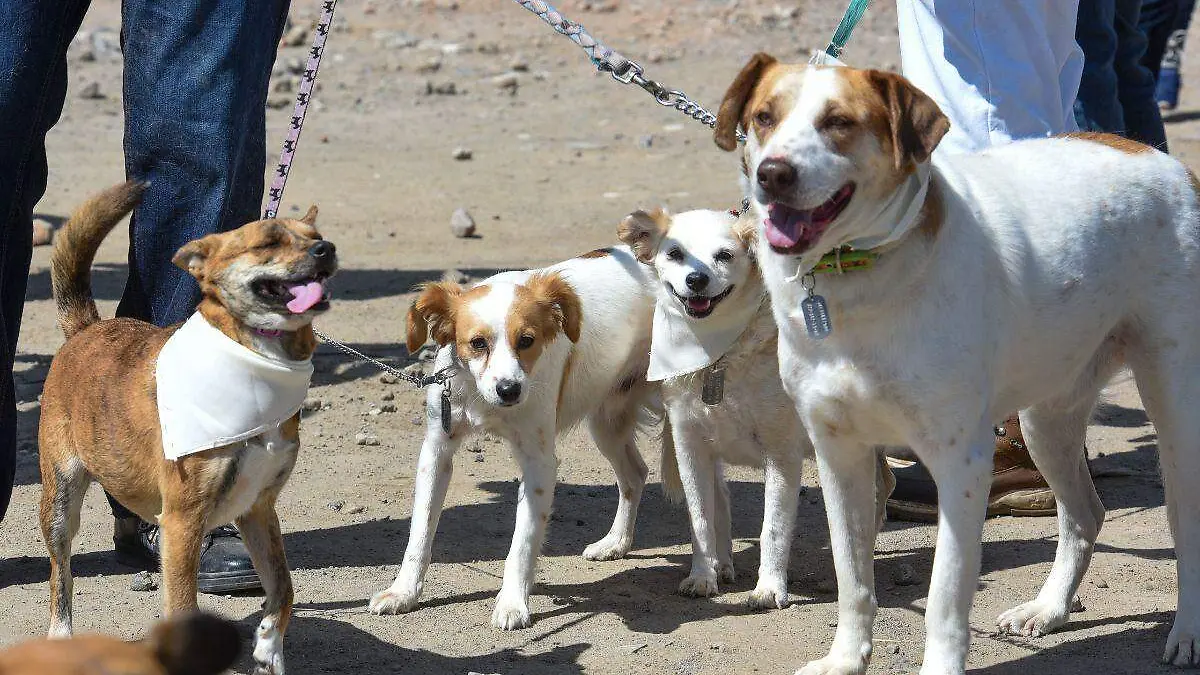 Servicios gratuitos para perros